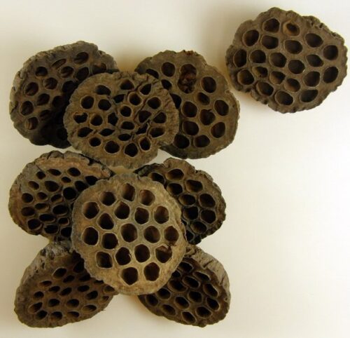 lotus-extra-10-cm-hobbykreativ