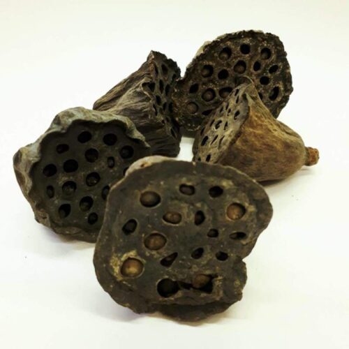 lotus-kicsi-3-5-cm-hobbykreativ