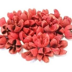 csillagrozsa-piros-hobbykreativ