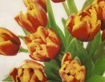 Tulipános szalvéták
