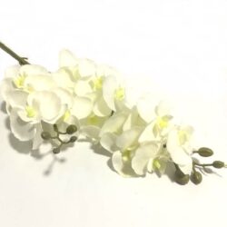 orchidea-2szar-feher-p.sarga-hobbykreativ