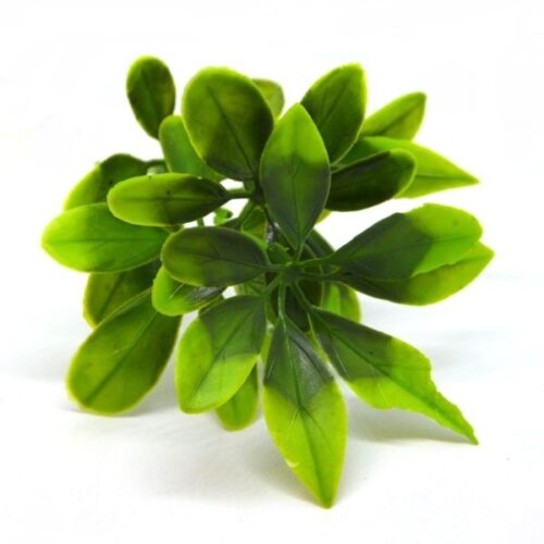 schefflera-diszito-hobbykreativ