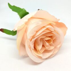 selyem-rozsa-fej-puder-hobbykreativ