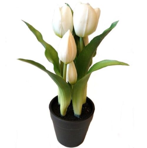 elethu-cserepes-tulipan-muvirag-feher-hobbykreativ