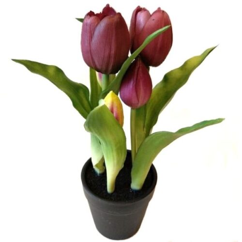 elethu-cserepes-tulipan-muvirag-lila-hobbykreativ