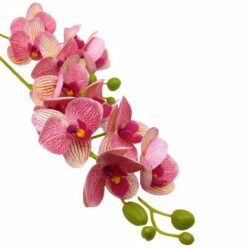 elethu-latex-orchidea-erezetes-korall-sarga-hobbykreativ