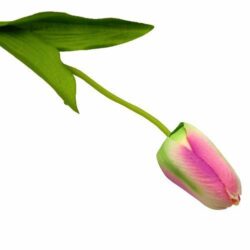 tulipan-selyemvirag-szal-pink-cirmos-hobbykreativ