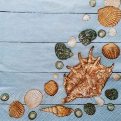 dekorszalveta-kagylok-hobbykreativ