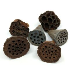 lotus-termes-natur-3-4-cm-6-db-hobbykreativ