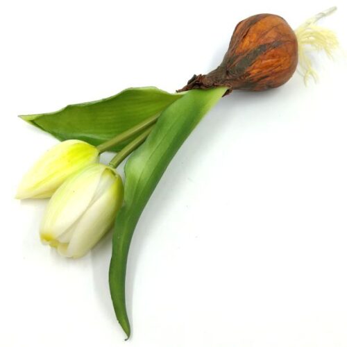 elethu-hagymas-tulipan-muvirag-feher-20565-hobbykreativ