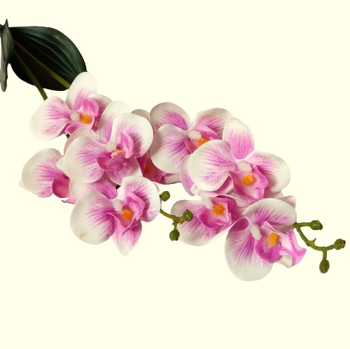 elethu-latex-orchidea-levellel-ciklamen-erezetes-kicsi-20523-hobbykreativ