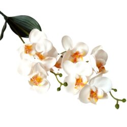 elethu-latex-orchidea-levellel-feher-kicsi-20523-hobbykreativ