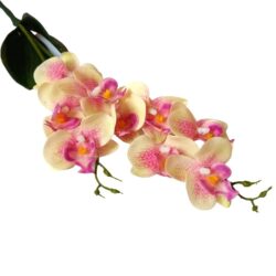 elethu-latex-orchidea-levellel-krem-rozsaszin-pottyos-kicsi-20523-hobbykreativ