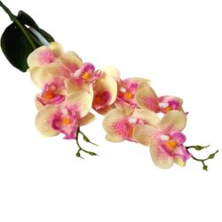 elethu-latex-orchidea-levellel-krem-rozsaszin-pottyos-kicsi-20523-hobbykreativ