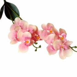 elethu-latex-orchidea-levellel-pasztell-rozsaszin-erezetes-kicsi-20523-hobbykreativ