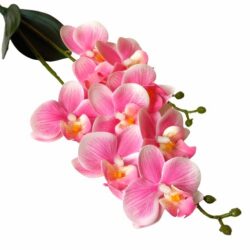 elethu-latex-orchidea-levellel-rozsaszin-erezetes-kicsi-20523-hobbykreativ