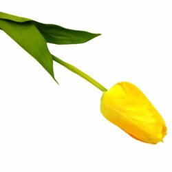 nagyfeju-tulipan-selyemvirag-szal-sarga-20502-hobbykreativ
