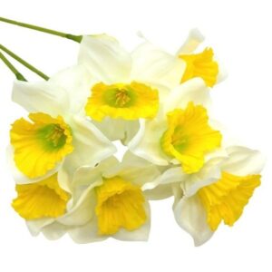Selyem nárcisz szálak tripla virággal fehér-sárga 3 szál