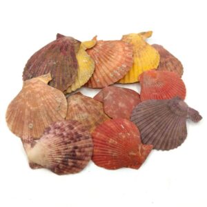 Színes shell kagyló 100 gr