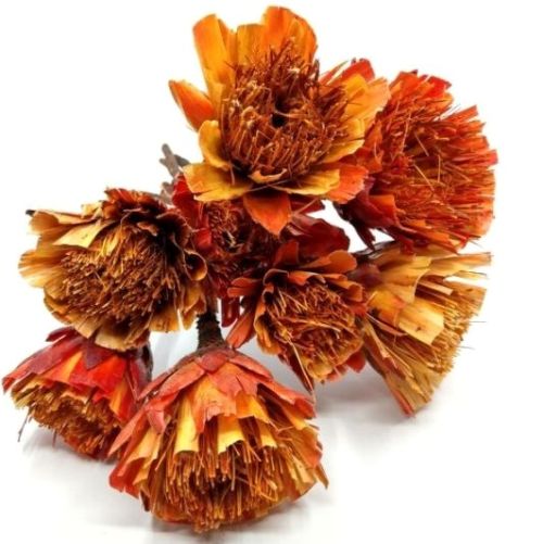 szaritott-protea-narancs-piros-hobbykreativ