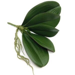 Orchidea levél légzőgyökérrel 5 leveles