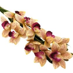 elethu-latex-orchidea-hosszu-levellel-sarga-lila-foltos-20624-hobbykreativ