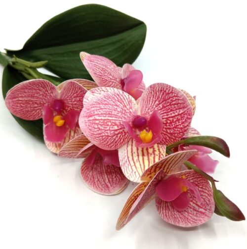 rovidszaru-elethu-latex-orchidea-levellel-korall-sarga-erezetes-20632-hobbykreativ