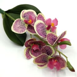 rovidszaru-elethu-latex-orchidea-levellel-zold-malyva-20632-hobbykreativ