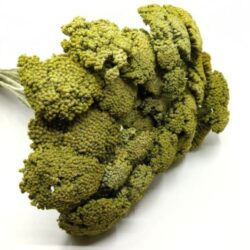 szaritott-achillea-cickafark-festett-zold-hobbykreativ