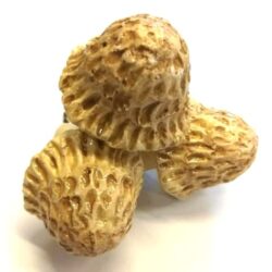 kezmuves-keramia-gomba-krem-oszi-3-db-hobbykreativ