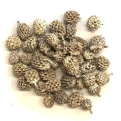 casuarina-szaritott-termes-hamvas-hobbykreativ