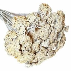 szaritott-achillea-cickafark-festett-krem-natur-hobbykreativ