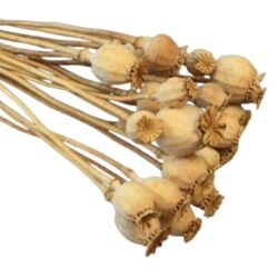 makgubo-csokor-natur-kb-18-20-szalas-hobbykreativ
