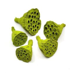 lotus-mini-szaritott-termes-zold-hobbykreativ