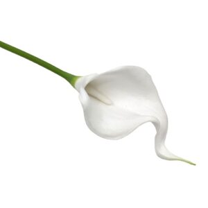 Élethű PU kála virág fehér 1 szál