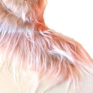 MANÓSZAKÁLL hosszúszőrű rózsaszínes bézs róka műszőrméből 8 x 10 cm