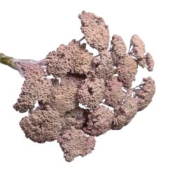 szaritott-achillea-cickafark-festett-malyva-hobbykreativ