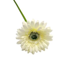 selyem-gerbera-szal-tortfeher-128012-hobbykreativ