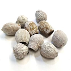 eukaliptusz-bell-gum-havas-2025-hobbykreativ