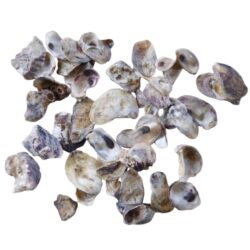 osztriga-hej-hobbykreativ-hu