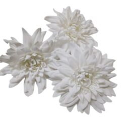 selyem-kaktusz-dalia-fej-feher